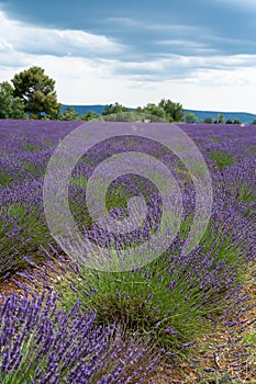 Touristic destination in South of France, colorful lavender and lavandin fields in blossom in July on plateau Valensole, Provence