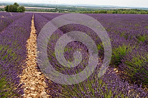 Touristic destination in South of France, colorful lavender and lavandin fields in blossom in July on plateau Valensole, Provence