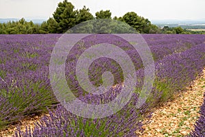 Touristic destination in South of France, colorful lavender and lavandin fields in blossom in July on plateau Valensole, Provence