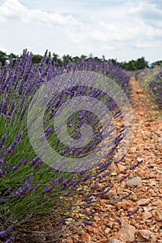 Touristic destination in South of France, colorful lavender and lavandin fields in blossom in July on plateau Valensole, Provence