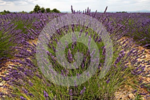 Touristic destination in South of France, colorful lavender and lavandin fields in blossom in July on plateau Valensole, Provence