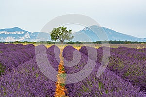 Touristic destination in South of France, colorful lavender and lavandin fields in blossom in July on plateau Valensole, Provence