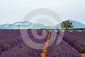 Touristic destination in South of France, colorful lavender and lavandin fields in blossom in July on plateau Valensole, Provence