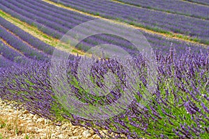 Touristic destination in South of France, colorful lavender and lavandin fields in blossom in July on plateau Valensole, Provence