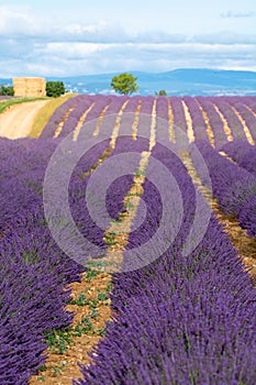 Touristic destination in South of France, colorful lavender and lavandin fields in blossom in July on plateau Valensole, Provence