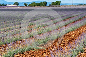 Touristic destination in South of France, colorful lavender and lavandin fields in blossom in July on plateau Valensole, Provence