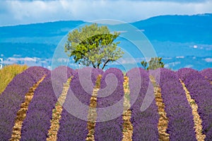 Touristic destination in South of France, colorful lavender and lavandin fields in blossom in July on plateau Valensole, Provence