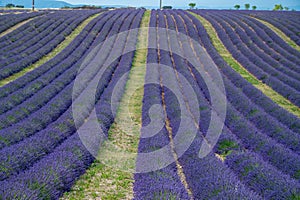 Touristic destination in South of France, colorful lavender and lavandin fields in blossom in July on plateau Valensole, Provence