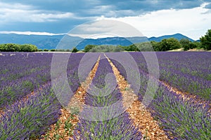 Touristic destination in South of France, colorful lavender and lavandin fields in blossom in July on plateau Valensole, Provence