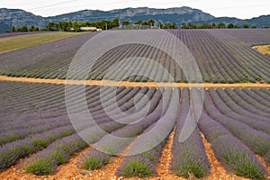 Touristic destination in South of France, colorful lavender and lavandin fields in blossom in July on plateau Valensole, Provence