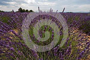 Touristic destination in South of France, colorful lavender and lavandin fields in blossom in July on plateau Valensole, Provence