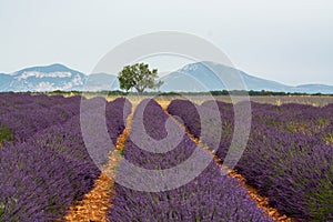 Touristic destination in South of France, colorful lavender and lavandin fields in blossom in July on plateau Valensole, Provence