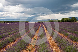 Touristic destination in South of France, colorful lavender and lavandin fields in blossom in July on plateau Valensole, Provence