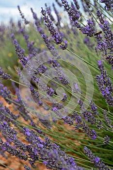 Touristic destination in South of France, colorful lavender and lavandin fields in blossom in July on plateau Valensole, Provence