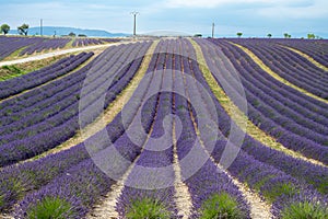 Touristic destination in South of France, colorful lavender and lavandin fields in blossom in July on plateau Valensole, Provence