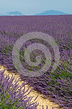 Touristic destination in South of France, colorful lavender and lavandin fields in blossom in July on plateau Valensole, Provence