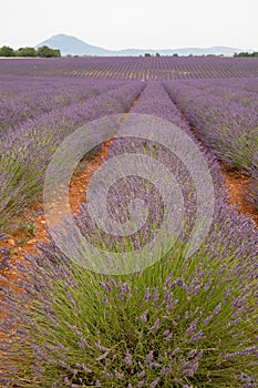 Touristic destination in South of France, colorful lavender and lavandin fields in blossom in July on plateau Valensole, Provence