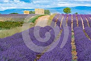 Touristic destination in South of France, colorful lavender and lavandin fields in blossom in July on plateau Valensole, Provence