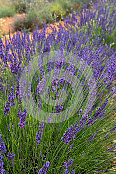 Touristic destination in South of France, colorful lavender and lavandin fields in blossom in July on plateau Valensole, Provence