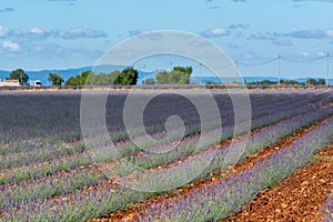 Touristic destination in South of France, colorful lavender and lavandin fields in blossom in July on plateau Valensole, Provence