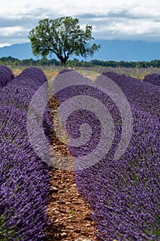 Touristic destination in South of France, colorful lavender and lavandin fields in blossom in July on plateau Valensole, Provence