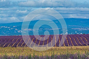 Touristic destination in South of France, colorful lavender and lavandin fields in blossom in July on plateau Valensole, Provence