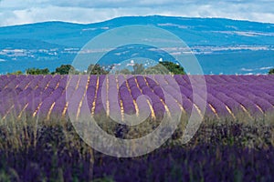 Touristic destination in South of France, colorful lavender and lavandin fields in blossom in July on plateau Valensole, Provence