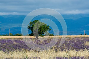 Touristic destination in South of France, colorful lavender and lavandin fields in blossom in July on plateau Valensole, Provence