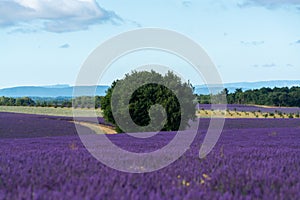 Touristic destination in South of France, colorful lavender and lavandin fields in blossom in July on plateau Valensole, Provence