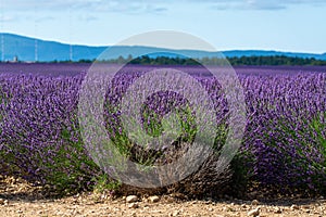 Touristic destination in South of France, colorful lavender and lavandin fields in blossom in July on plateau Valensole, Provence