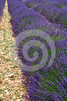 Touristic destination in South of France, colorful lavender and lavandin fields in blossom in July on plateau Valensole, Provence