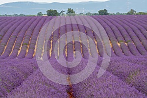 Touristic destination in South of France, colorful lavender and lavandin fields in blossom in July on plateau Valensole, Provence