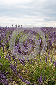 Touristic destination in South of France, colorful lavender and lavandin fields in blossom in July on plateau Valensole, Provence