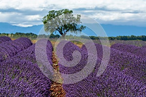 Touristic destination in South of France, colorful lavender and lavandin fields in blossom in July on plateau Valensole, Provence