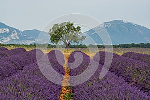 Touristic destination in South of France, colorful lavender and lavandin fields in blossom in July on plateau Valensole, Provence