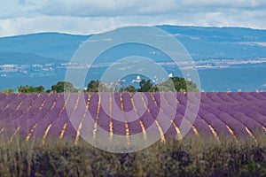 Touristic destination in South of France, colorful lavender and lavandin fields in blossom in July on plateau Valensole, Provence