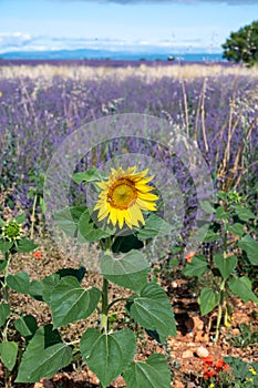 Touristic destination in South of France, colorful lavender, lavandin and sunflowers fields in blossom in July on plateau