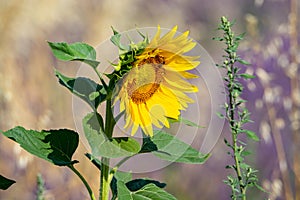 Touristic destination in South of France, colorful lavender, lavandin and sunflowers fields in blossom in July on plateau