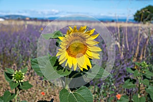 Touristic destination in South of France, colorful lavender, lavandin and sunflowers fields in blossom in July on plateau
