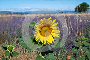Touristic destination in South of France, colorful lavender, lavandin and sunflowers fields in blossom in July on plateau
