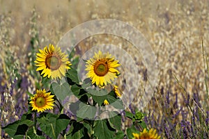 Touristic destination in South of France, colorful lavender, lavandin and sunflowers fields in blossom in July on plateau