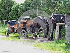 Touristic horse drawn calash