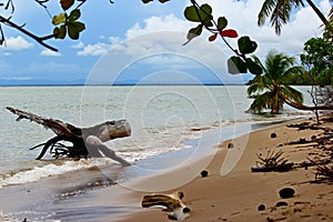 Dead tree trunk on beach. Boipeba island, Bahia, Brazil photo