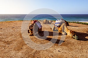 Touristics camels on the dromedary terrace of Tangier