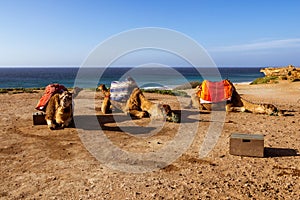 Touristics camels on the dromedary terrace of Tangier