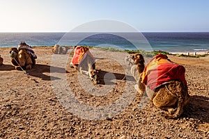 Touristics camels on the dromedary terrace of Tangier