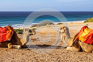 Touristics camels on the dromedary terrace of Tangier photo