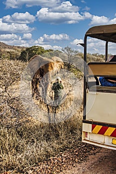 tourists in a 4x4 safari watching an african elephant