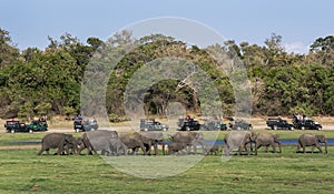 Tourists aboard a fleet of safari jeeps watch a herd of wild elephants heading for a drink in Minneriya National Park. photo