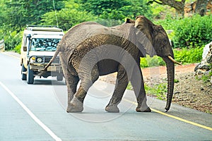 Tourists in all-terrain vehicle exploring the elephants in safari game drive